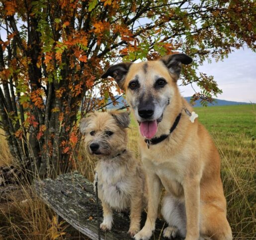 Onze honden genieten van een herfstwandeling in de natuur van Küstelberg in het Sauerland.