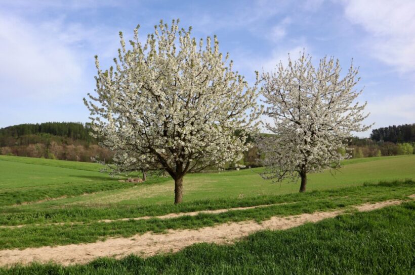 Sauerland